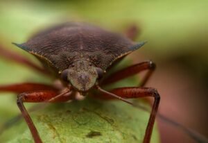 A close up of a bug on a leaf