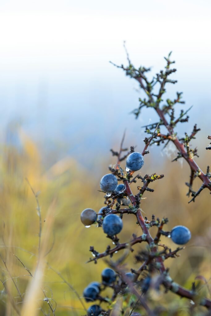 A close up of a plant with berries on it