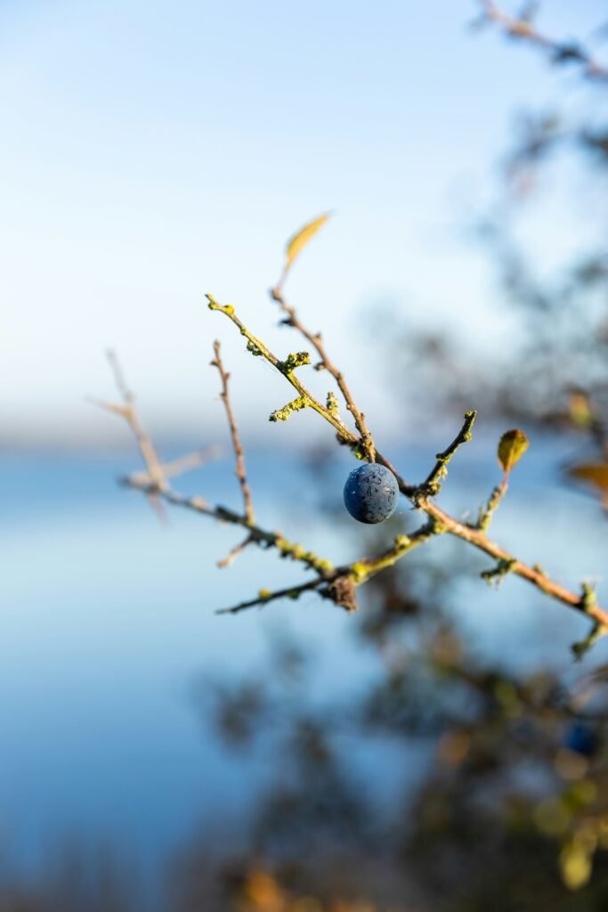 A close up of a tree branch with a body of water in the background