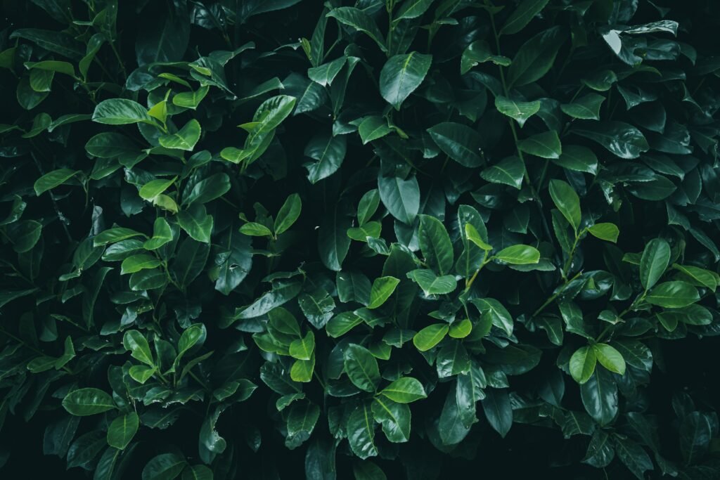A green bush with lots of leaves on it