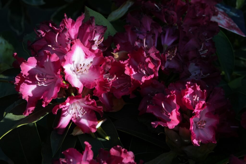 Beautiful, vibrant rhododendron flowers are in full bloom.