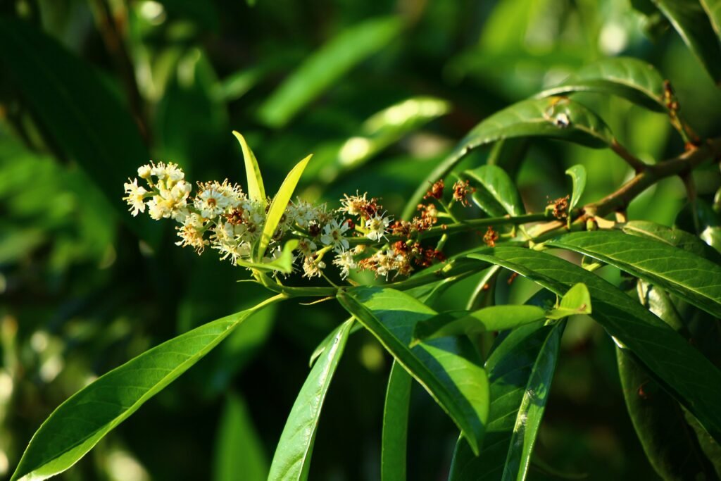 Fresh green leaves and a blossoming plant.