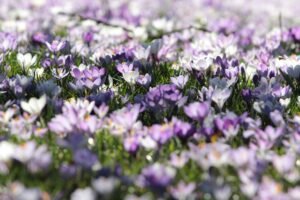 Purple and white crocus flowers bloom beautifully.