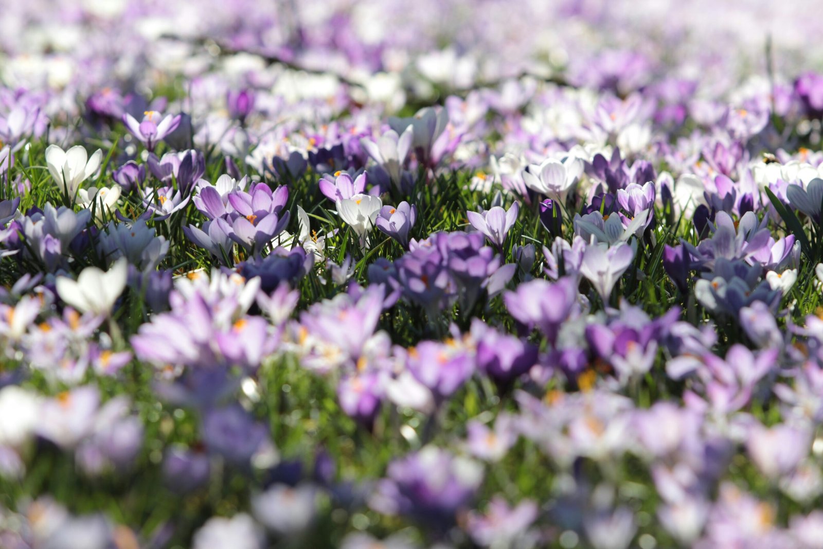 Purple and white crocus flowers bloom beautifully.