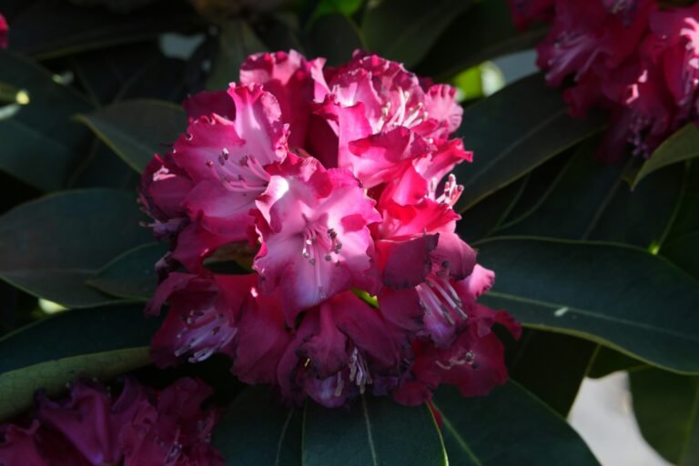 Vibrant, deep pink rhododendron blossoms are in full bloom.