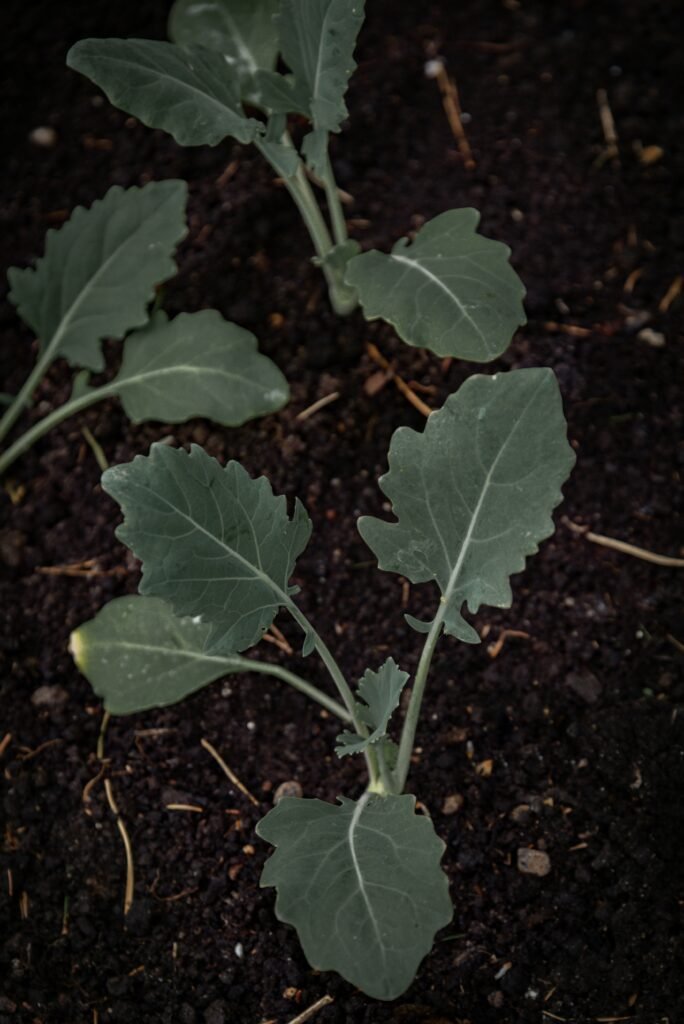 Young seedlings grow from dark soil.
