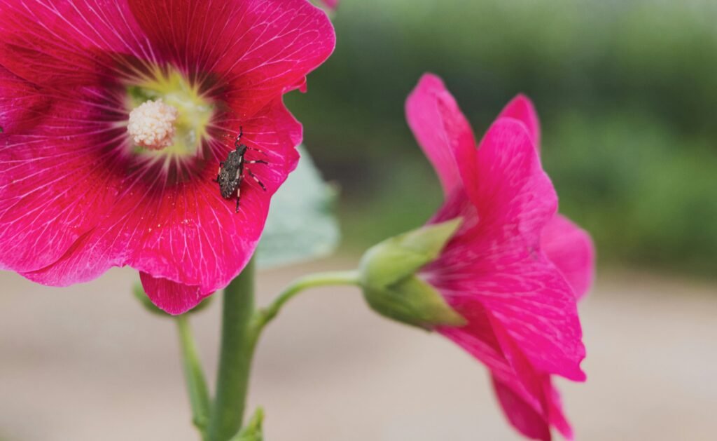 a bee on a pink flower a bee on a pink flower