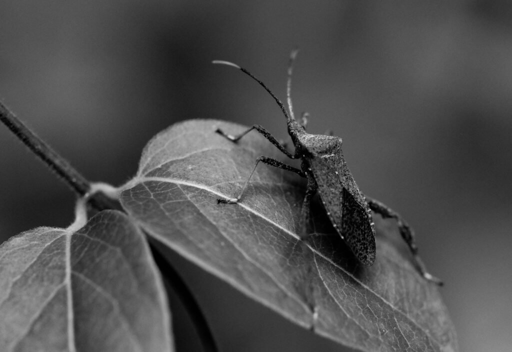 a black and white photo of a bug on a leaf a black and white photo of a bug on a leaf