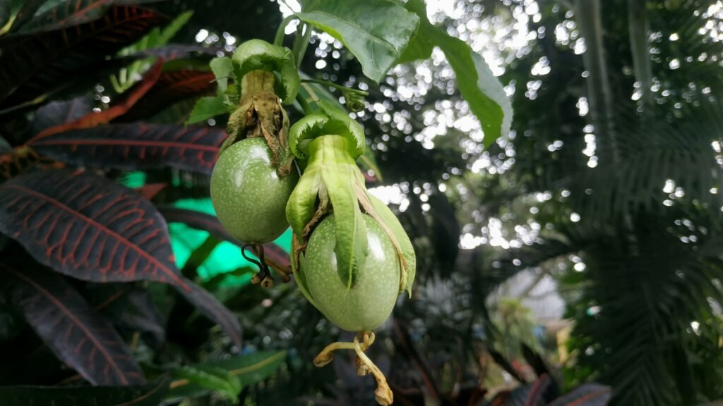 a bunch of green fruit hanging from a tree a bunch of green fruit hanging from a tree