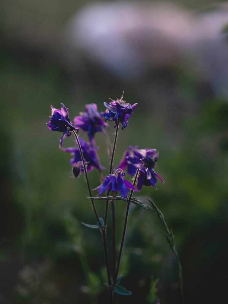 a bunch of purple flowers in a field