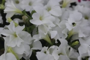 a bunch of white flowers with green stems