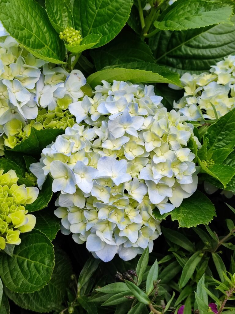 a close up of a bunch of flowers with green leaves a close up of a bunch of flowers with green leaves