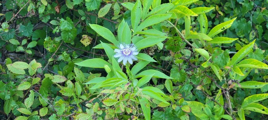 a flower in a bush a flower in a bush