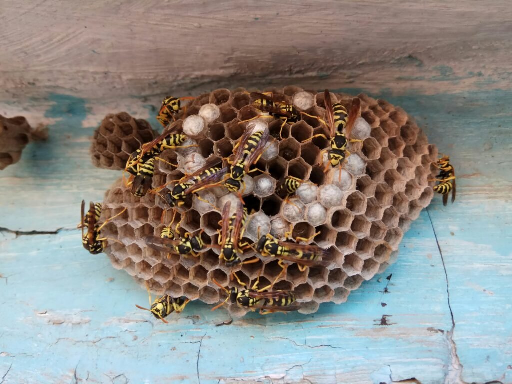 a group of bees on a wood surface a group of bees on a wood surface