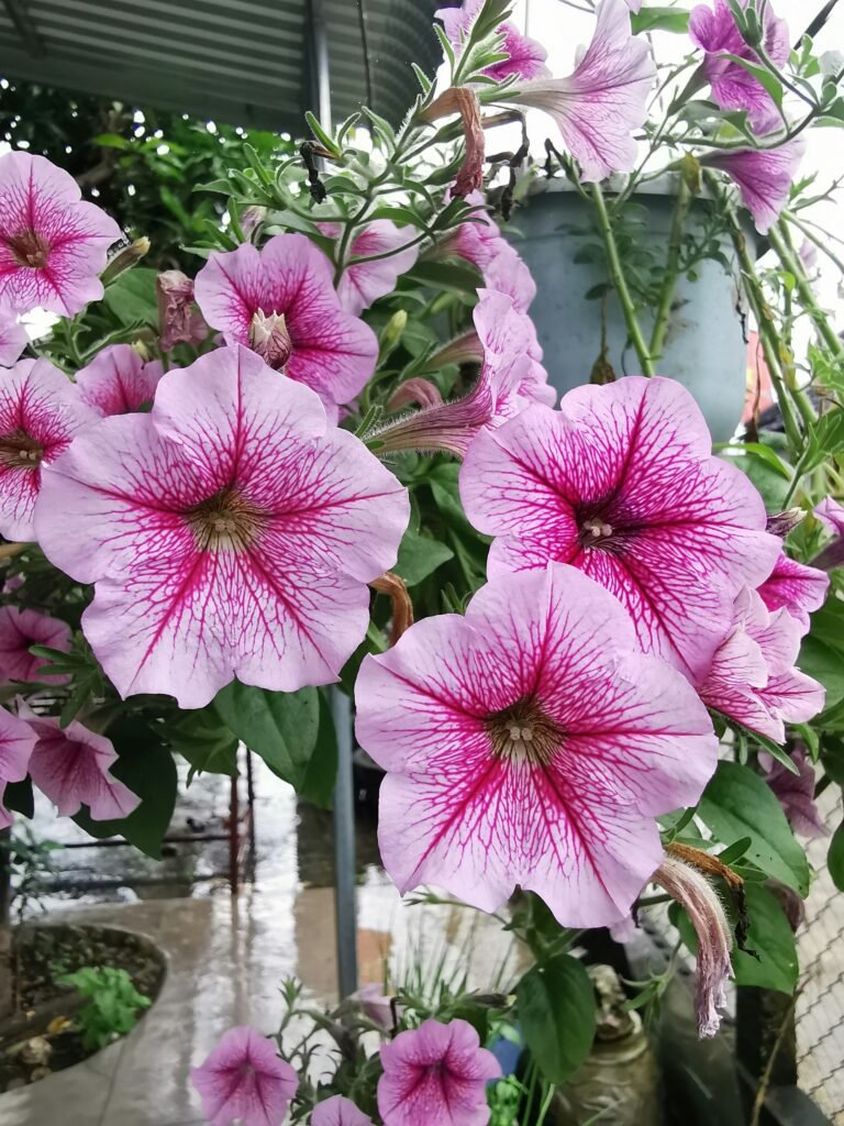 a group of pink flowers