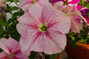 a group of pink flowers sitting next to each other