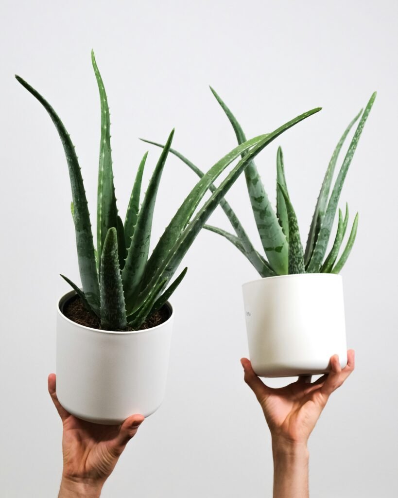 a pair of hands holding up two potted plants a pair of hands holding up two potted plants