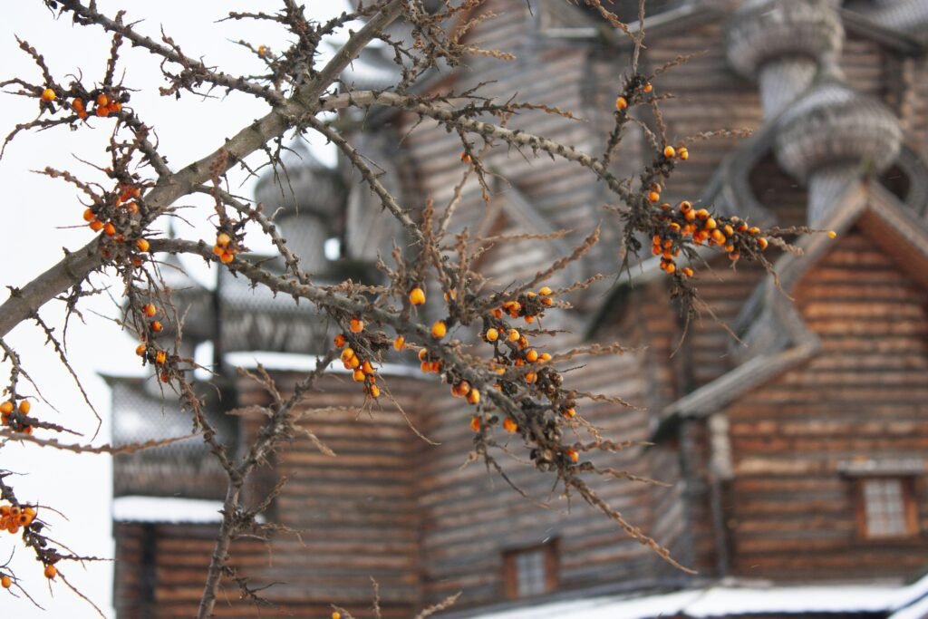 a tree with orange leaves a tree with orange leaves