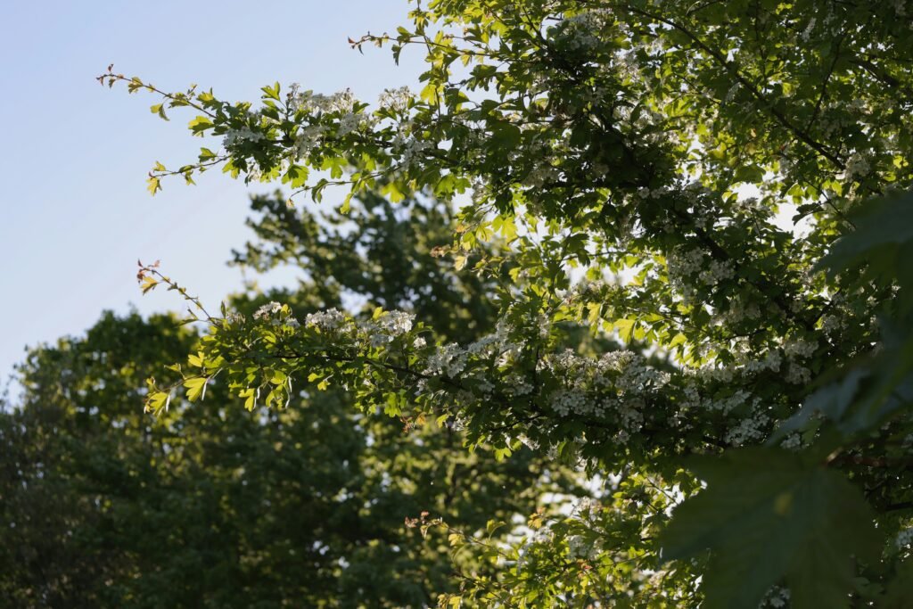 a tree with white flowers and green leaves