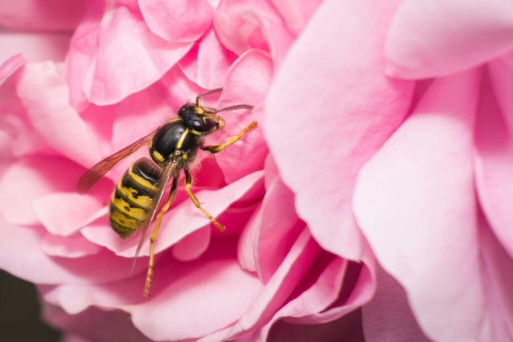 black and yellow bee on pink flower black and yellow bee on pink flower