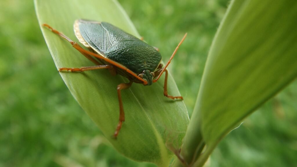 black beetle on leaf Entdecke Stinkwanze