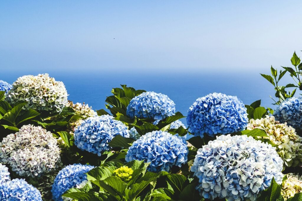 blue and yellow petaled flowers under blue sky blue and yellow petaled flowers under blue sky