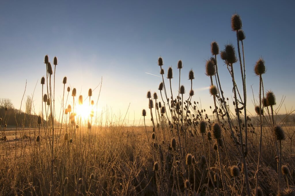 brown grass field during sunset brown grass field during sunset
