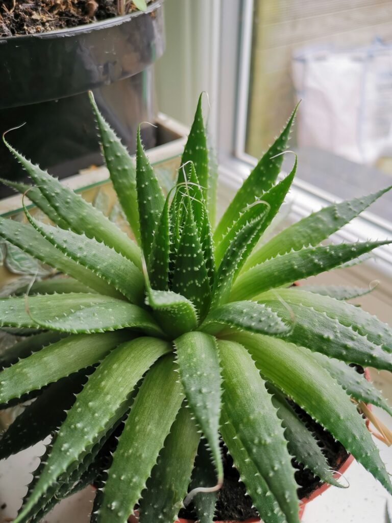 green Aloe Vera plant green Aloe Vera plant