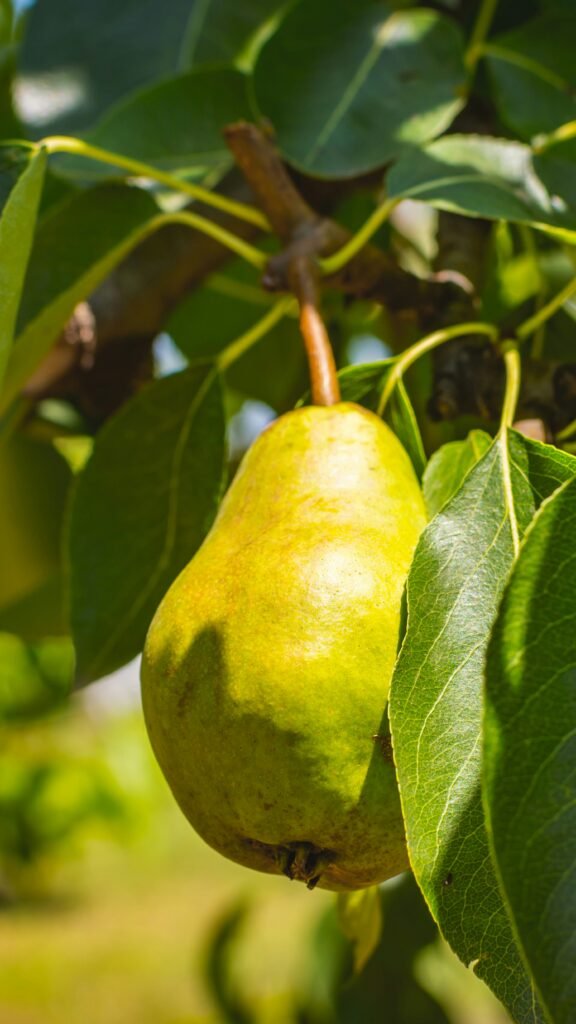 green fruit on tree branch green fruit on tree branch