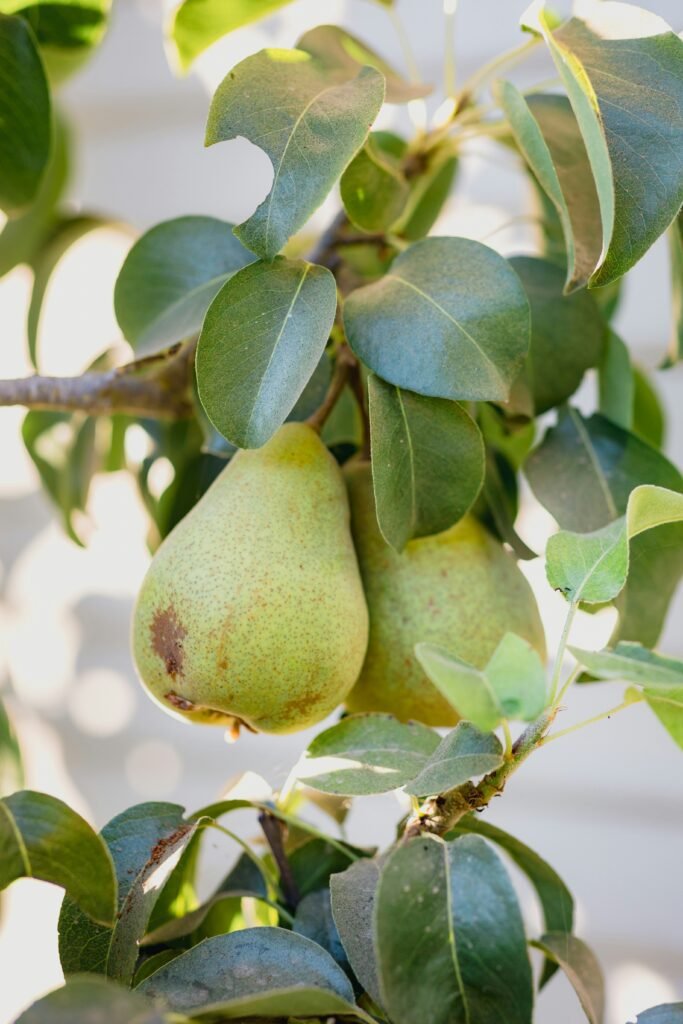 green fruit on tree during daytime green fruit on tree during daytime