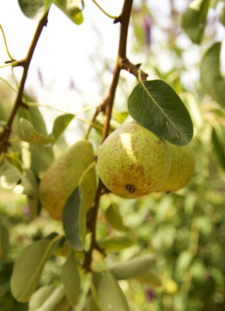 green pears Birne