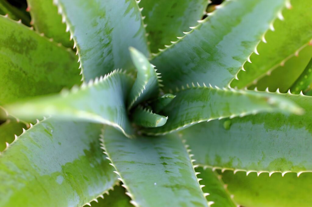 green plant in close up photography pflege der aloe vera
