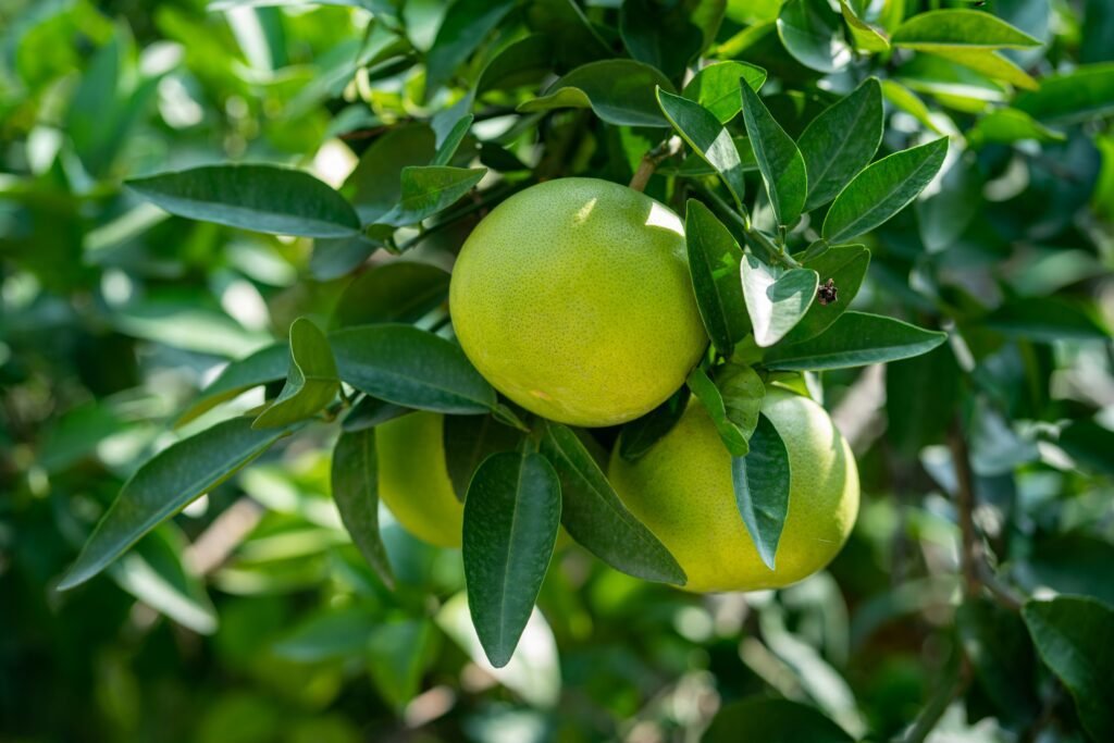 green round fruit in close up photography Pomelo erfolgreich anbauen