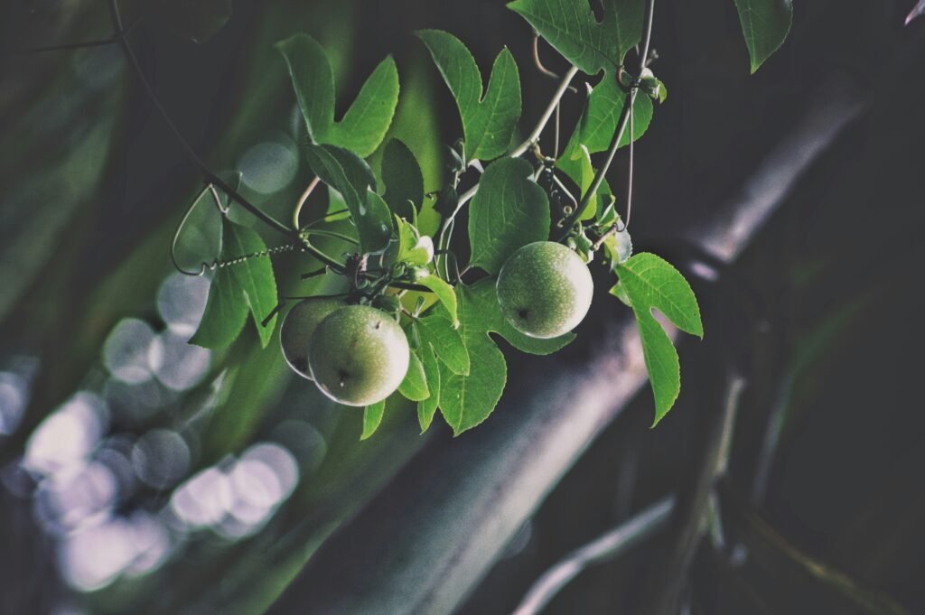green round fruit on tree branch green round fruit on tree branch