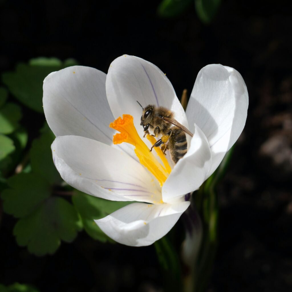 honeybee perched on white petaled flower in close up photography during daytime honeybee perched on white petaled flower in close up photography during daytime