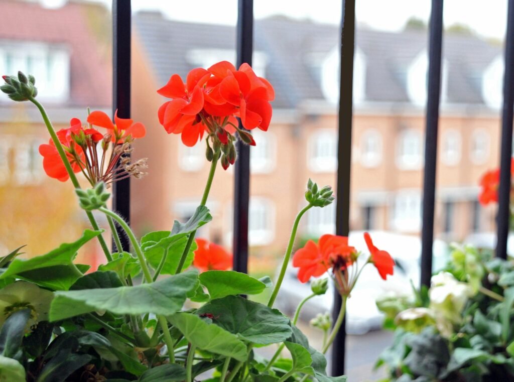 orange flowers with green leaves orange flowers with green leaves