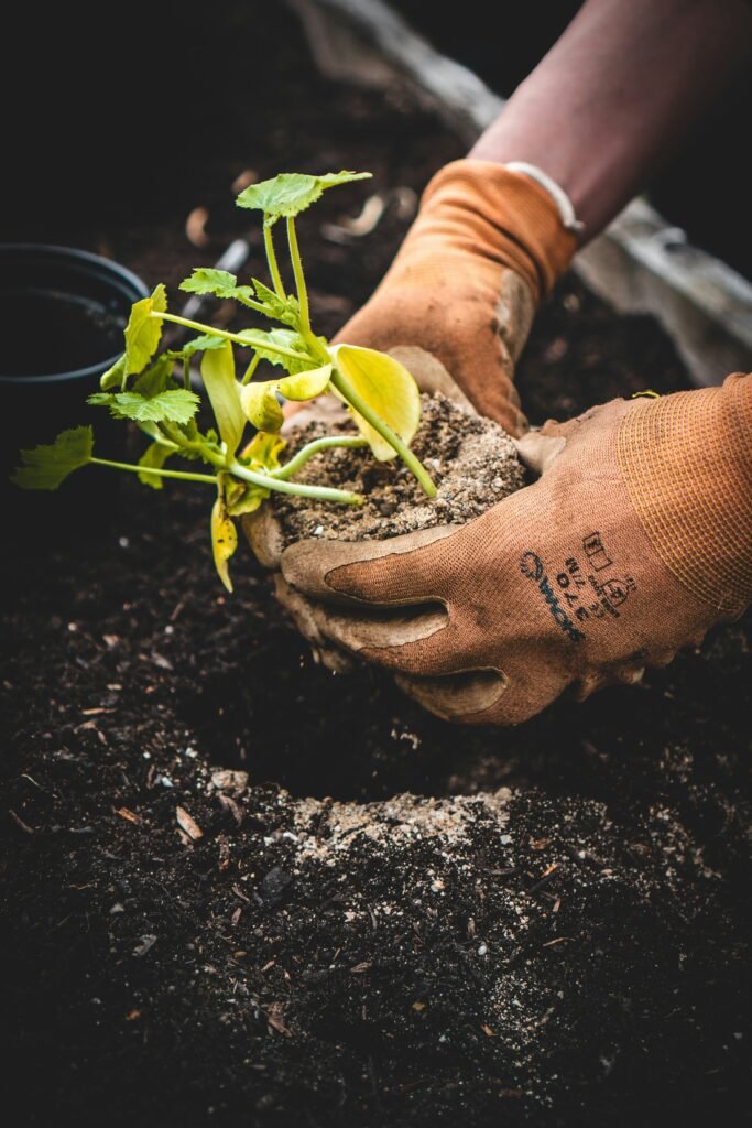 person holding green plant on black pot person holding green plant on black pot