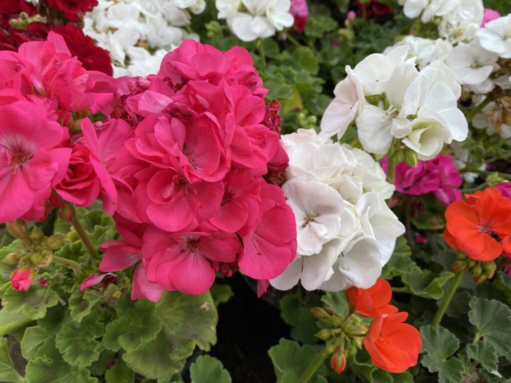 pink and white flowers with green leaves pink and white flowers with green leaves