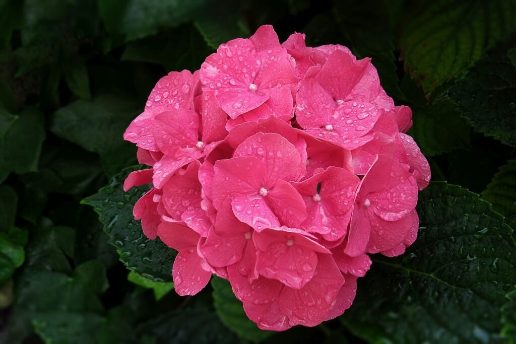 pink flower with green leaves pink flower with green leaves