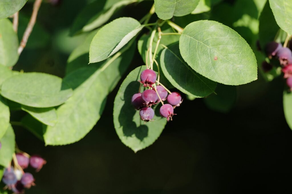 pink flower with green leaves