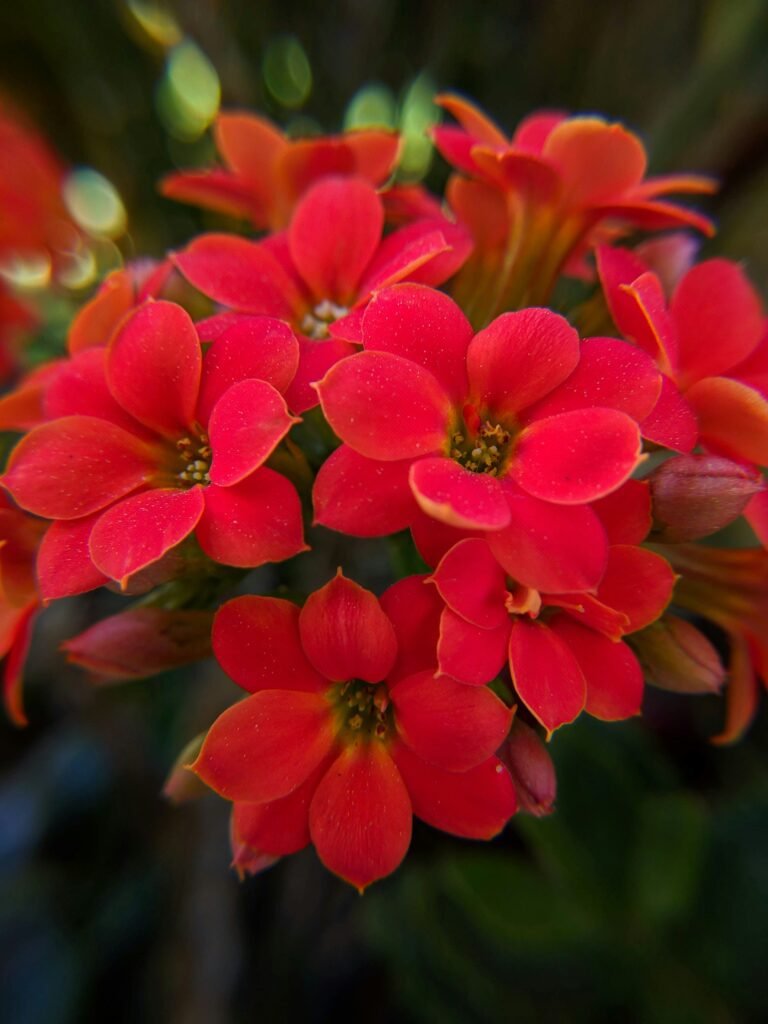 pink petaled flower pink petaled flower