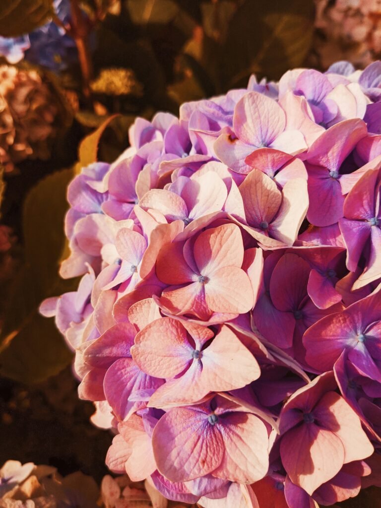 purple and white flower in close up photography purple and white flower in close up photography
