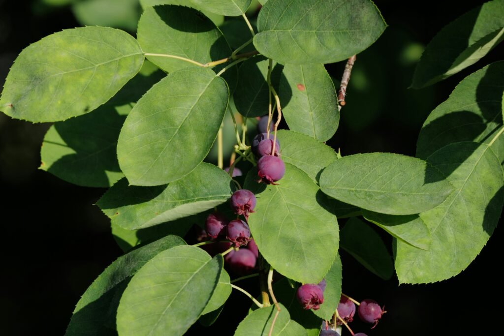 red round fruits on green leaves