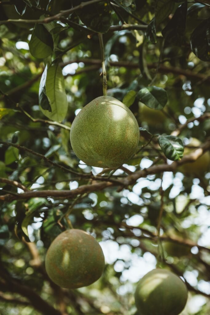 three round green fruit three round green fruit