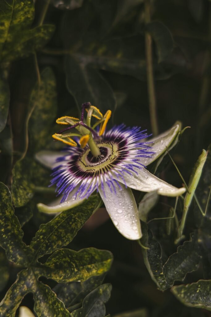 white and purple flower in tilt shift lens white and purple flower in tilt shift lens