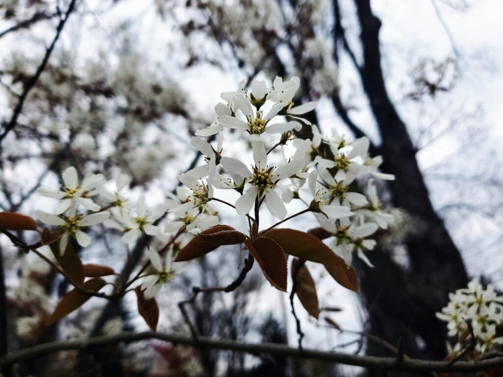 white flowers are blooming on a tree branch