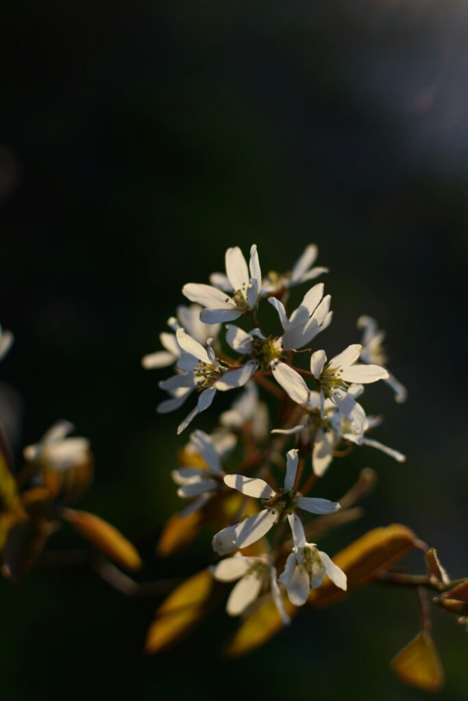 white flowers in tilt shift lens