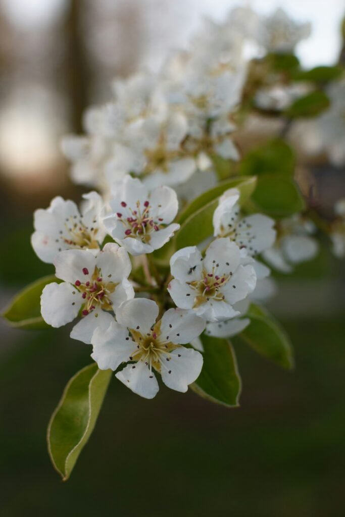 white flowers with green leaves