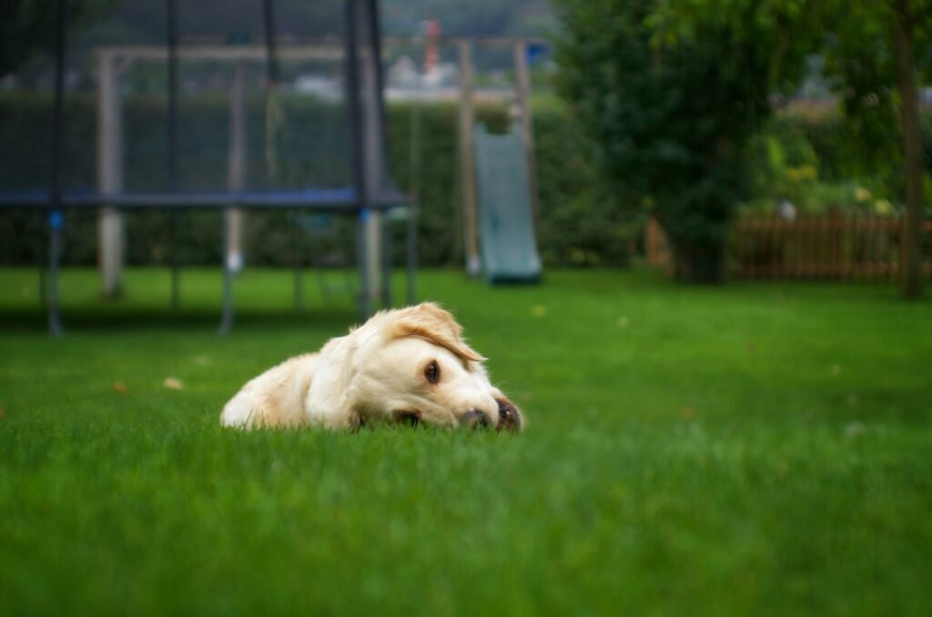 yellow Golden retriever lying on grass yellow Golden retriever lying on grass