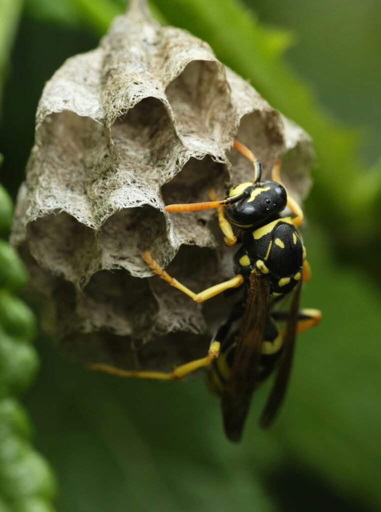 yellow and black bee on white flower yellow and black bee on white flower
